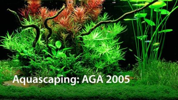 Aquascaping