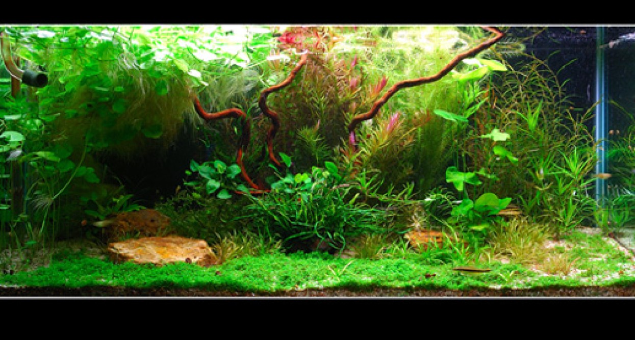 Easy-Life AGA Aquascaping - Easy-Life